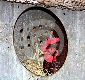 Rhode Island Red Chicken in Nesting Box