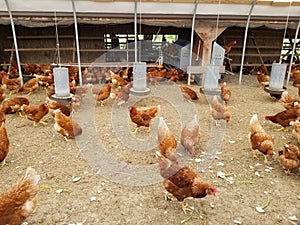 Rhode Island Red Chickens at the Farm