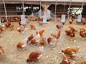 Rhode Island Red Chickens at the Farm