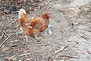 Rhode island red in garden at thailand