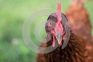 Rhode Island Red Hen