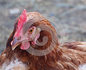 Rhode Island Red Hen