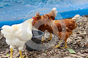 The Rhode Island red hen is drink water in garden at thailand