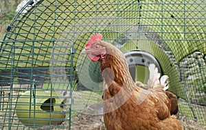 Rhode Island Red hen at the entrance to a modern plastic chicken