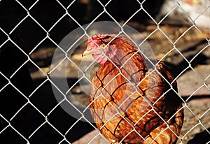 Rhode Island Red hen, Isa brown breed of laying hen behind the metal grid, chain link fence in the backyard