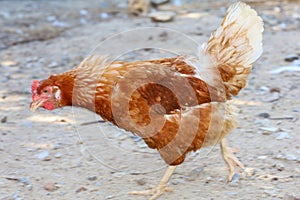 The Rhode Island red hen is motion run in garden