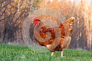 Rhode Island Red Hen photo