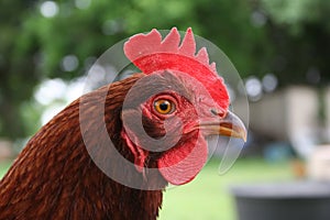 Rhode Island Red Hen