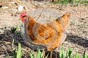 Rhode Island Red hen, side view, pecking for food