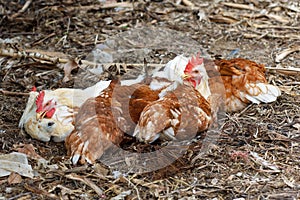 The Rhode Island red hen is sleep and rest on floor in garden