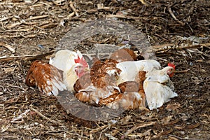 The Rhode Island red hen is sleep and rest on floor in garden at thailand