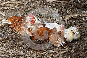 The Rhode Island red hen is sleep and rest on floor in garden at thailand