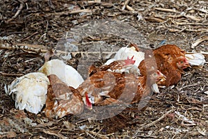 The Rhode Island red hen is sleep and rest on floor in garden at thailand