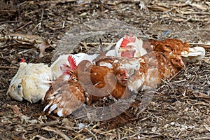 The Rhode Island red hen is sleep and rest on floor in garden at thailand