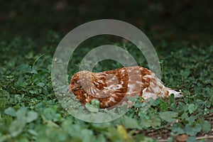 The Rhode Island red hen is sleep and rest in garden at thailand