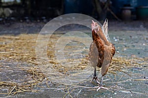 The Rhode Island red hen is stay in asia farm garden