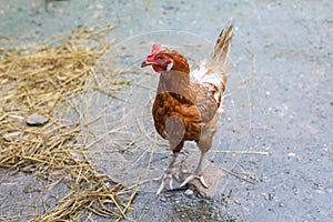 The Rhode Island red hen is stay and relax in asia farm garden