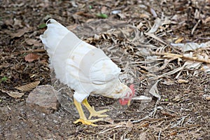 The Rhode Island red hen is walk in garden at thailand