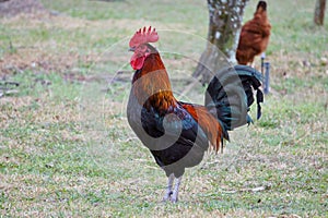 Rhode Island Red Rooster