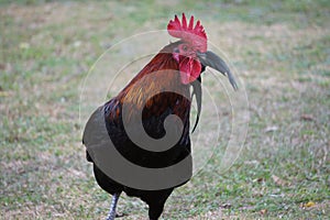 Rhode Island Red Rooster