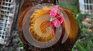Rhode Island Red rooster chicken with flamboyant tones of red on a hobby farm in Ontario