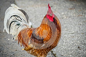 A Rhode Island Red Rooster in Jacksonville, Florida