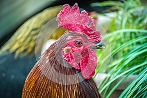 A Rhode Island Red Rooster in Jacksonville, Florida