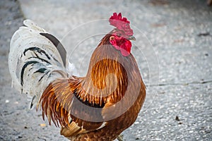 A Rhode Island Red Rooster in Jacksonville, Florida