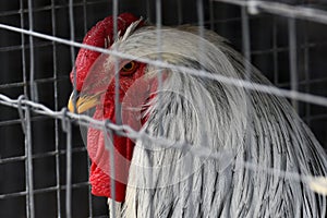 Rhode Island White Chicken Rooster in cage at county fair