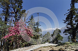 Rhodedandron bloom enroute Tungnath, Chopta, Garhwal, Uttarakhand, India photo