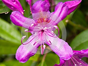 Rhodedendron