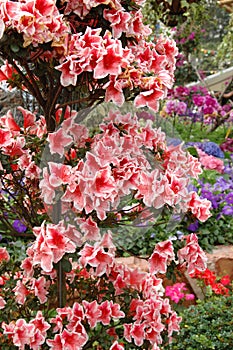 Rhodendron simsii