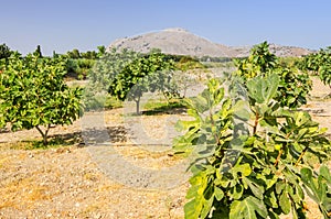 Rhodes fig plantation