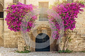 Rhodes Old Town view over old arch shape door and two Bougainvillea flowers growing on sides against ancient brick wall.