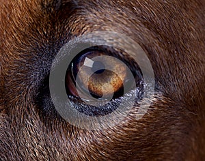 Rhodesian dog left eye