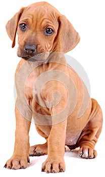 Rhodesian puppy on white