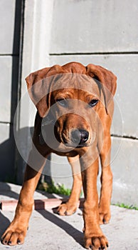 Puppy trying to intimidate