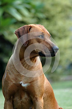 Rhodesian Ridgeback