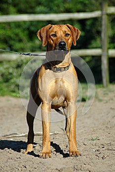 Rhodesian Ridgeback