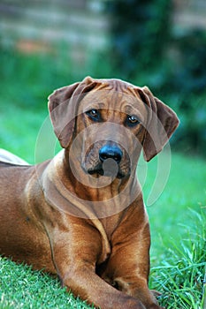 Rhodesian Ridgeback