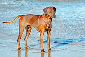 Rhodesian Ridgeback