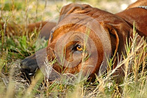 Rhodesian Ridgeback