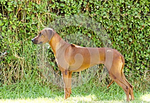 Rhodesian Ridgeback