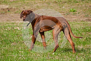 Rhodesian Ridgeback