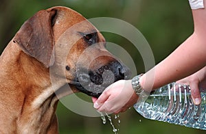 Rhodesian Ridgeback