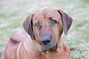 Rhodesian Ridgeback