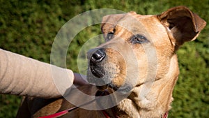 Rhodesian ridgeback