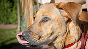 Rhodesian ridgeback