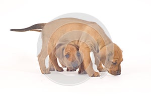 Rhodesian Ridgeback buddies, 5 weeks old, playing