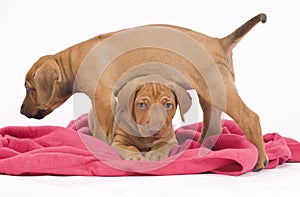 Rhodesian Ridgeback buddies, 6 weeks old, playing